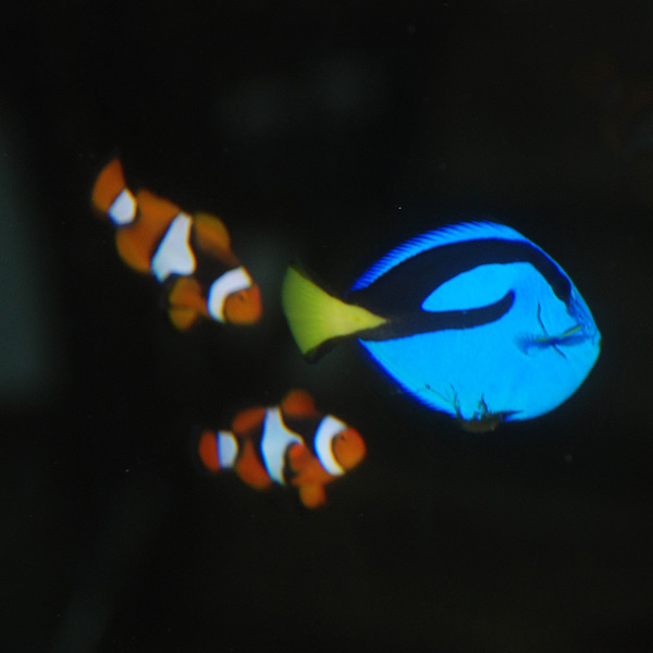 kb aquarium 600